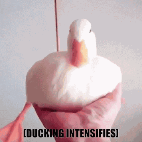 Ducks Triggered GIF