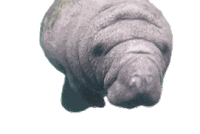 Dugong Mammal Sticker