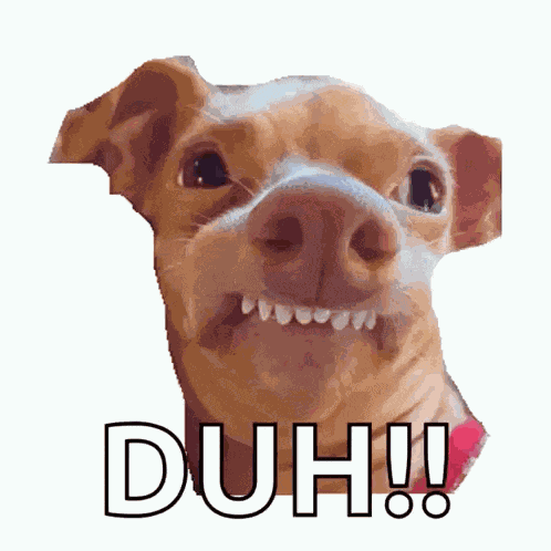 Duh Dog GIF
