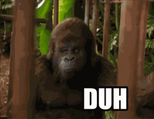 Duh Gorilla GIF