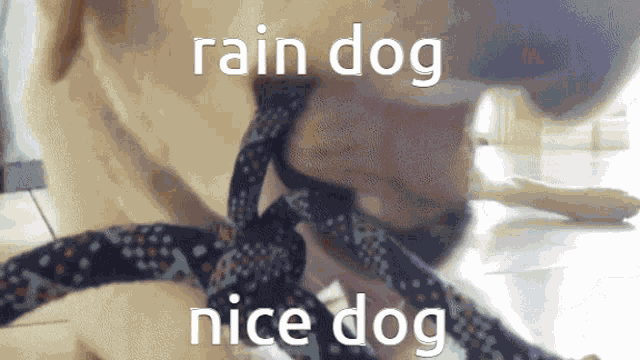 Dumping Dog Among Us GIF