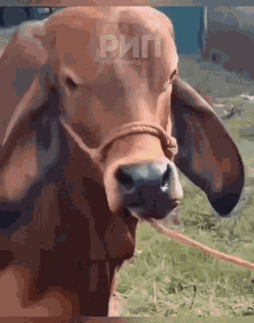 Dwayne Cow Jonhson GIF