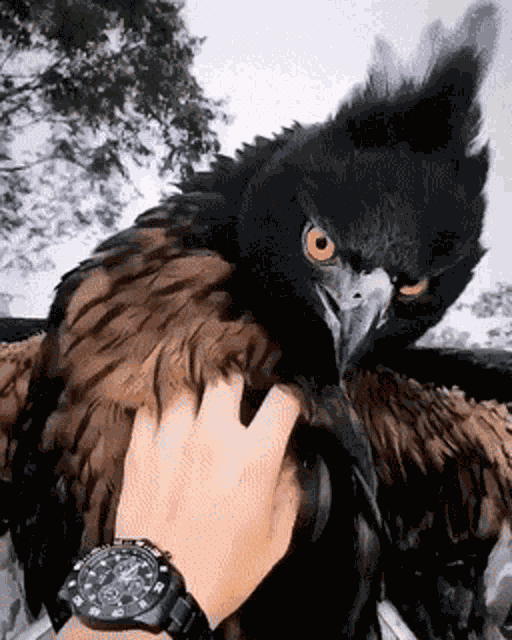 Eagle Aguila GIF