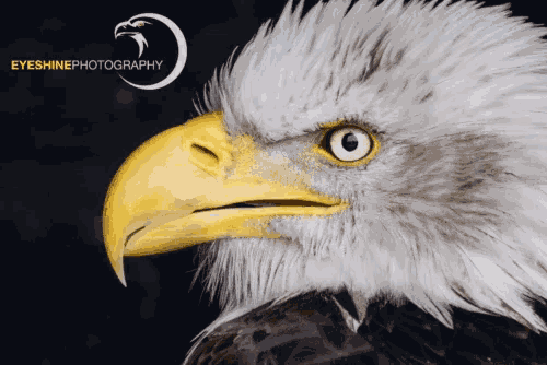 Eagle Bald Eagle GIF