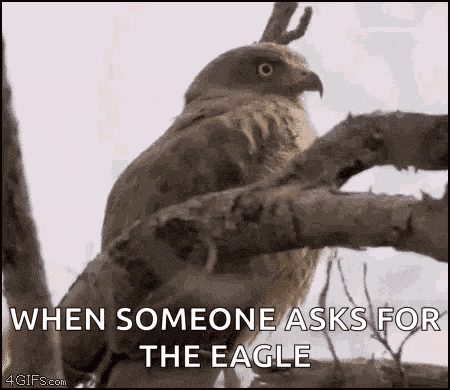 Eagle Eagles GIF