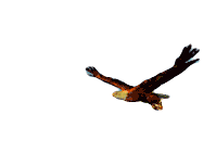 Eagle Flying Eagle Sticker