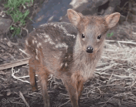 Ear Wiggle GIF