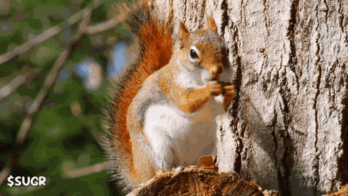 Eating A Nut Eating-a-nut GIF
