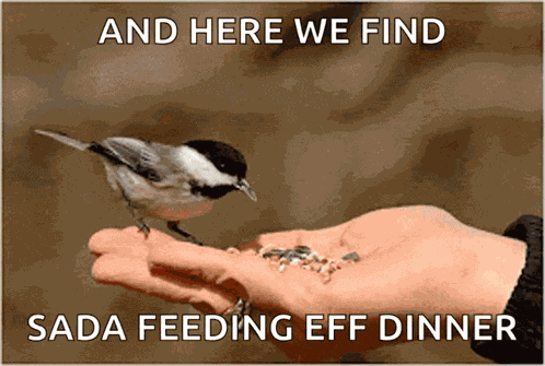 Eating Bird GIF