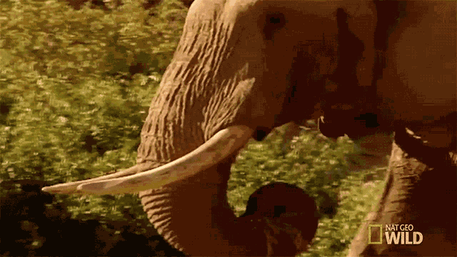 Eating Elephant Vs Rhino Animal Fight Night GIF