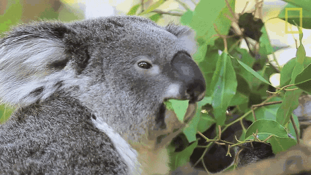 Eating Koalas101 GIF