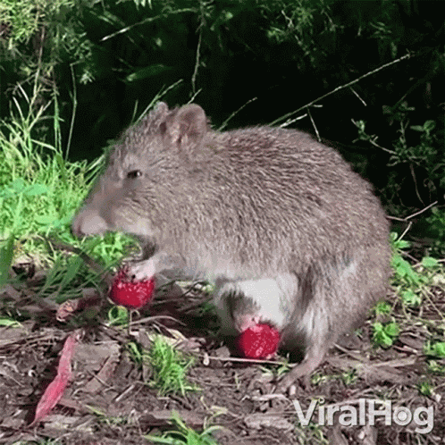 Eating Strawberries Viralhog GIF