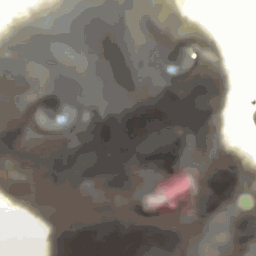 Eepy Cat Cat Sleepy GIF
