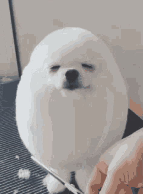 Egg Dog GIF