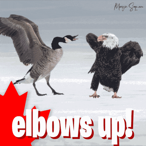 Elbows Up Canada Goose GIF