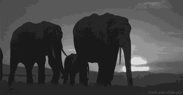 Elephant Animal GIF
