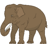 Elephant Asian Elephant Sticker