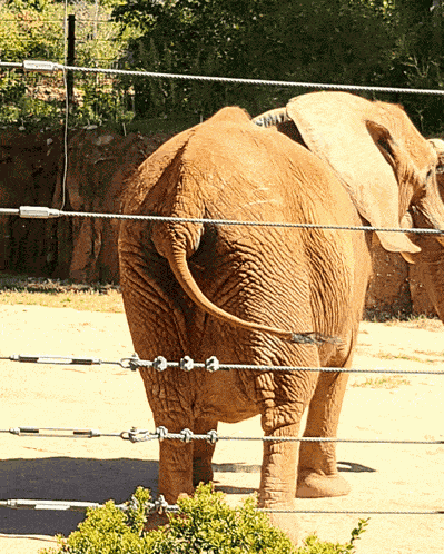 Elephant Butt Elephant Tail GIF