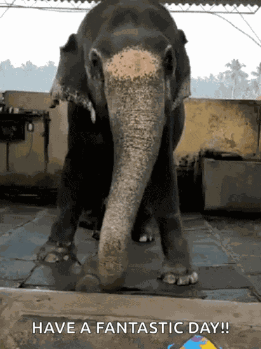 Elephant Dance Dancing GIF
