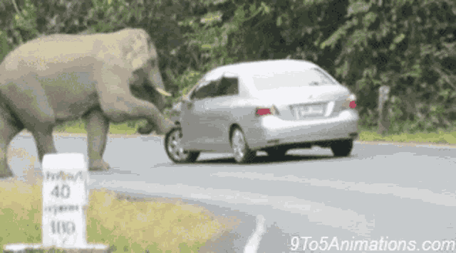 Elephant GIF