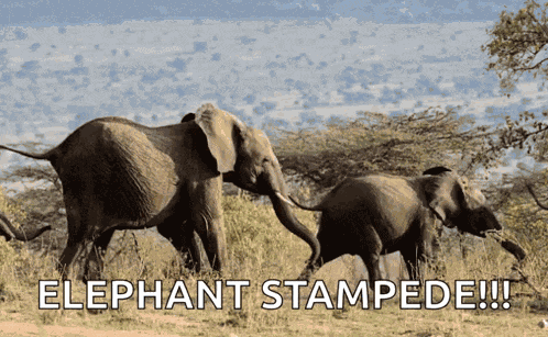 Elephant Herd GIF