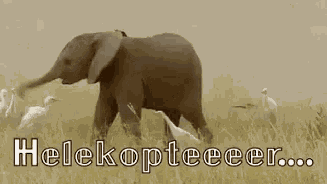 Elephant Play GIF