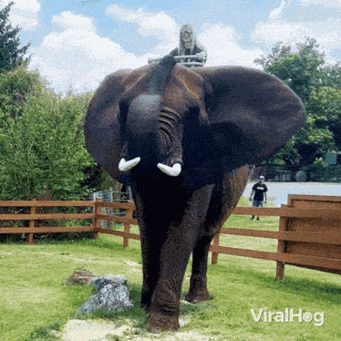 Elephant Ride Viralhog GIF