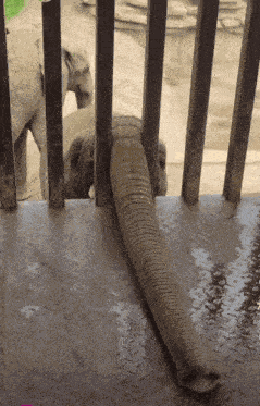 Elephant Trunk GIF