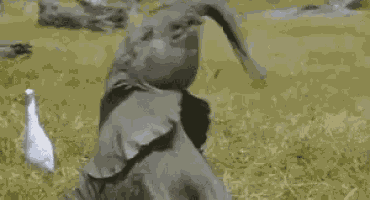 Elephant Twirling GIF