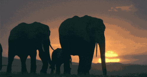 Elephants Africa GIF