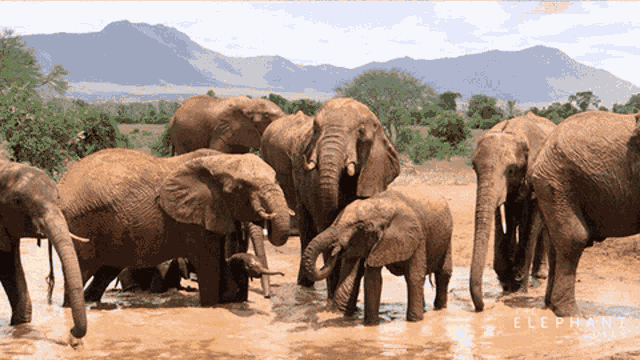 Elephants Baby GIF