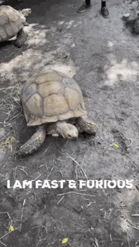 Emannuel Emanuel GIF