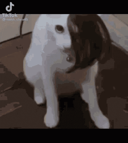 Emo Cat GIF