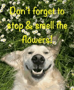 Encouragement Cheer Meme