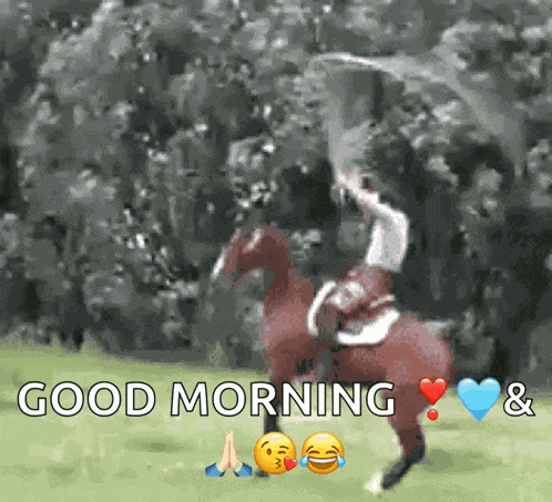 Equestrian Horse GIF