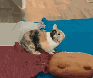 Erzika Bunny GIF