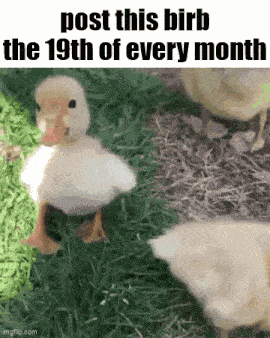 Essica Birb GIF