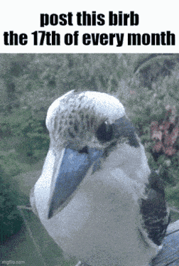 Essica Birb GIF