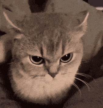 Evil Cat Floppy GIF