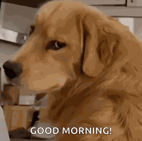 Evil Dog Dog GIF