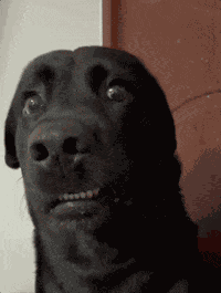 Ew Disgusted Dog GIF