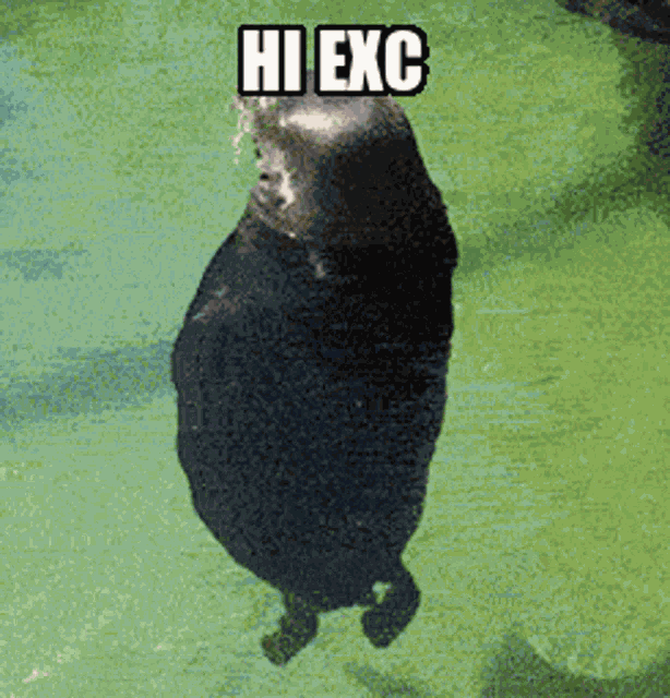 Exc Seal GIF
