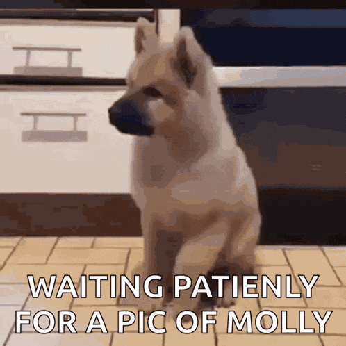 Excited Dog GIF