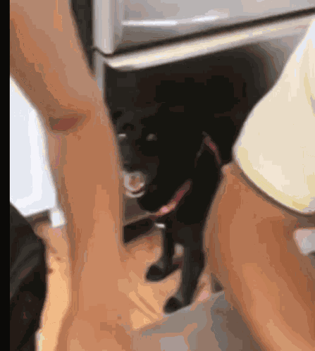Excited Dogs GIF