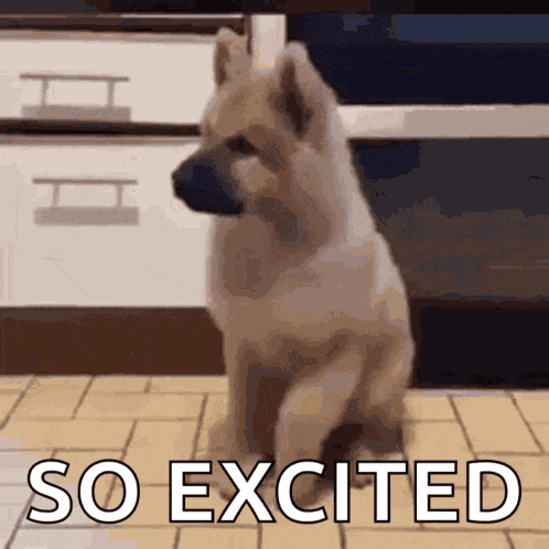 Excited Dogs GIF