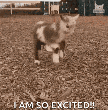 Excited Kid GIF