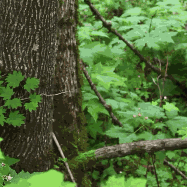 Extreme Wilderness Pro Extreme GIF