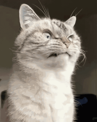 Eye Twitch Cat GIF