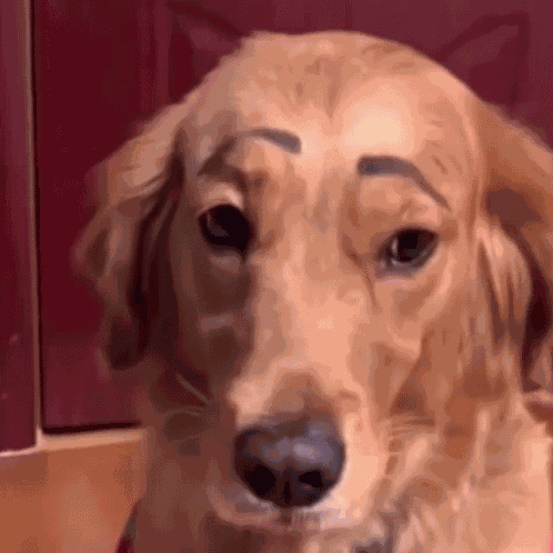 Eyebows Dog GIF