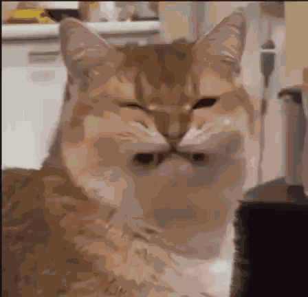 Fake Smile Cat GIF